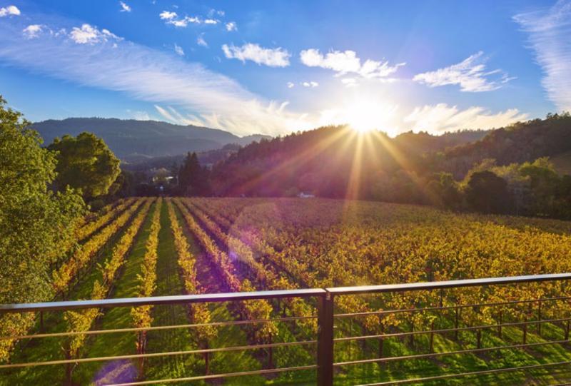 סנט הלנה Alila Napa Valley, A Hyatt Resort מראה חיצוני תמונה